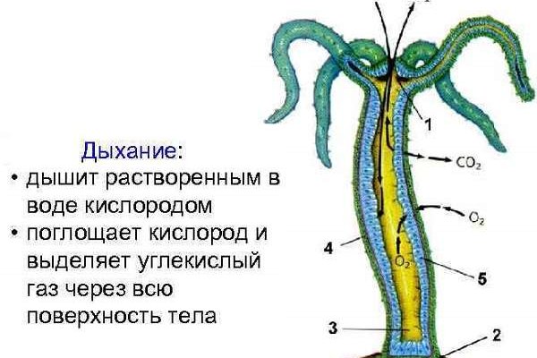 Зеркало omgomgomg рабочее